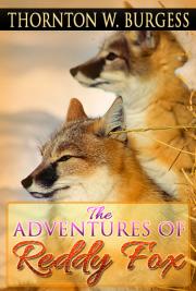 The Adventures of Reddy Fox