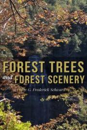 Forest Trees and Forest Scenery