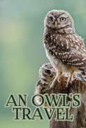 An Owl's Travel