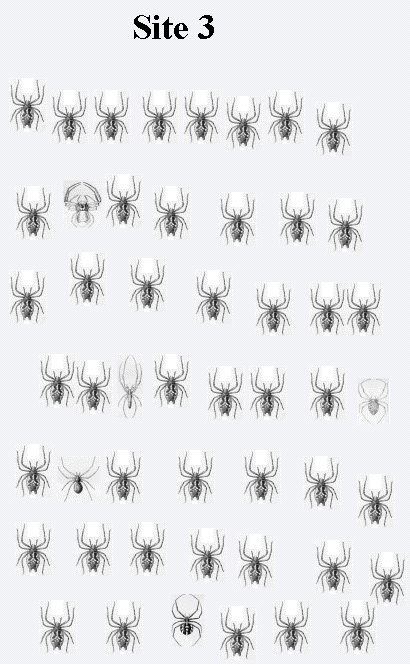 Figure (spidersite3.png)