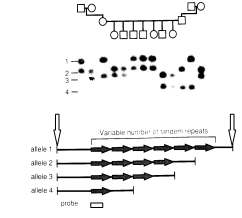 Figure (graphics6.png)